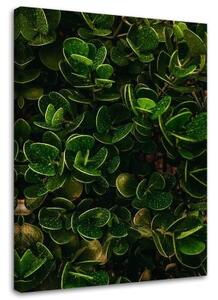 Obraz na plátně Exotické zelené listy - 60x90 cm