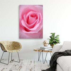 Obraz na plátně Růžový květ rostlina - 40x60 cm