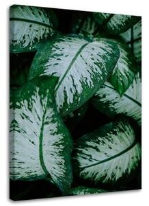 Obraz na plátně, Zelené listy Přírodní rostlina - 80x120 cm