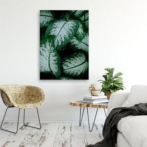 Obraz na plátně, Zelené listy Přírodní rostlina - 40x60 cm