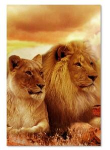 Obraz na plátně, Lvi Afrika Zvířata - 40x60 cm