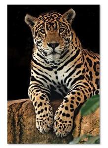 Obraz na plátně, Leopardí zvířata Příroda - 70x100 cm