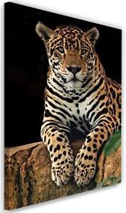 Obraz na plátně, Leopardí zvířata Příroda - 60x90 cm