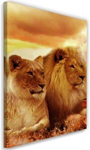Obraz na plátně, Lvi Afrika Zvířata - 80x120 cm