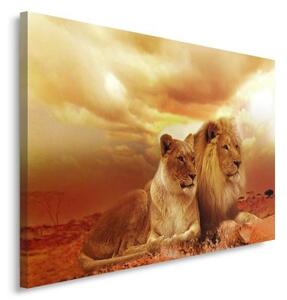 Obraz na plátně, Lvi Zvířata Afrika Brown - 90x60 cm