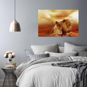 Obraz na plátně Lvi Zvířata Afrika Brown - 120x80 cm
