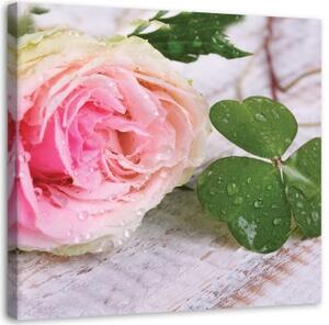 Obraz na plátně Růžová růže Květina Příroda - 40x40 cm
