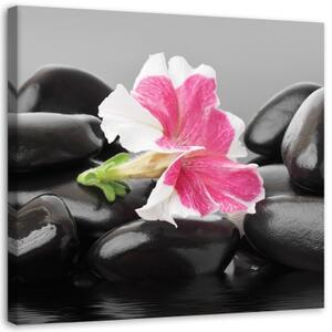 Obraz na plátně Květiny Zenové kameny - 30x30 cm
