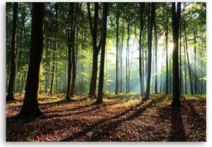 Obraz na plátně, Lesní stromy Sluneční paprsky - 60x40 cm