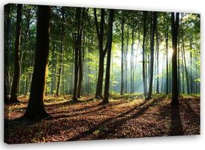 Obraz na plátně, Lesní stromy Sluneční paprsky - 100x70 cm