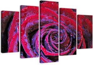 Obraz na plátně pětidílný Červená růžová květina - 150x100 cm