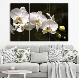 Obraz na plátně třídílný Orchidej Květiny Příroda Bílá - 90x60 cm