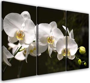 Obraz na plátně třídílný Bílá orchidej Květina - 60x40 cm