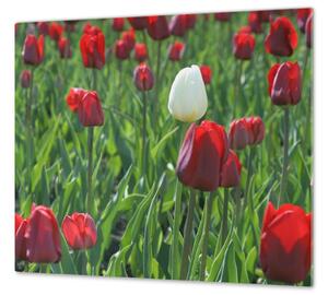 Ochranná deska červený a bílý tulipán - 52x60cm / S lepením na zeď