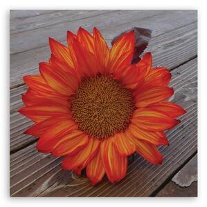 Obraz na plátně, Oranžová slunečnice - 30x30 cm