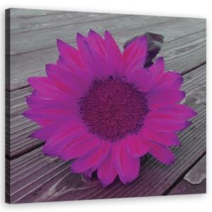Obraz na plátně, Růžová slunečnice - 30x30 cm