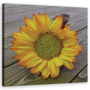 Obraz na plátně, Žlutá slunečnice - 40x40 cm