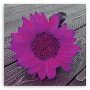 Obraz na plátně, Růžová slunečnice - 40x40 cm
