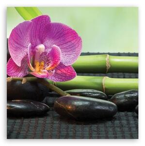 Obraz na plátně, Orchidej na černých kamenech - 40x40 cm