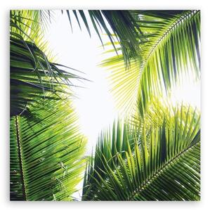 Obraz na plátně, palmové listy - 30x30 cm