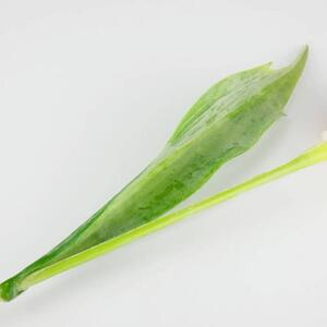 Umělý tulipán světle zelený s bílou špičkou- 43 cm, č. 5