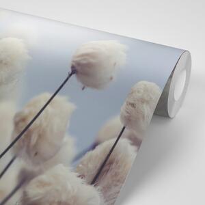 Fototapeta arktické květiny bavlny