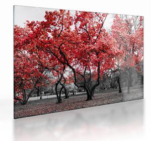 Skleněný obraz - Červené stromy, Central Park, New York (70x50 cm)