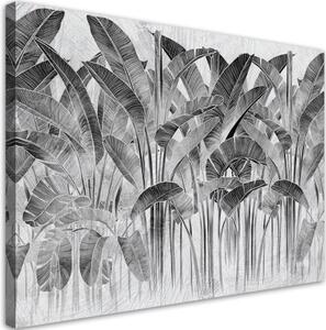 Obraz na plátně, Šedé banánové listy - 60x40 cm