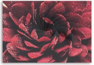 Obraz na plátně, Makro květina - 60x40 cm