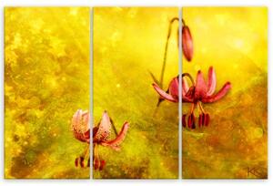 Obraz na plátně třídílný, Zaskacené tulipásy květin - 90x60 cm