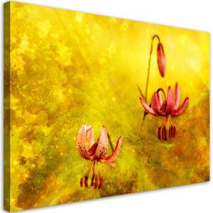 Obraz na plátně, Zaskacené tulipásy květin - 100x70 cm