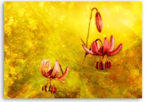 Obraz na plátně, Zaskacené tulipásy květin - 60x40 cm