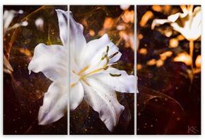 Obraz na plátně třídílný, Bílá Lily na hnědém pozadí - 60x40 cm