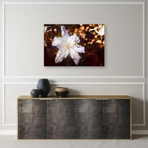 Obraz na plátně, Bílá Lily na hnědém pozadí - 120x80 cm