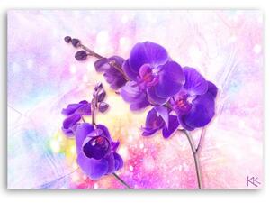Obraz na plátně, Fialová orchidej - 60x40 cm