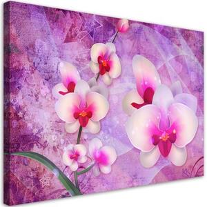 Obraz na plátně, Abstrakce orchidejí - 90x60 cm
