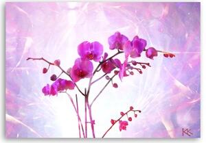 Obraz na plátně, Základní orchidej - 60x40 cm
