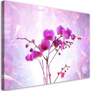 Obraz na plátně, Základní orchidej - 60x40 cm