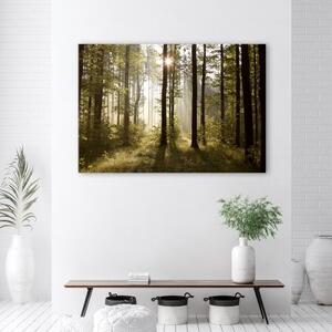 Obraz na plátně, Ráno v lese - 60x40 cm