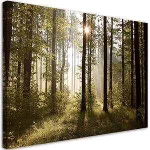 Obraz na plátně, Ráno v lese - 120x80 cm