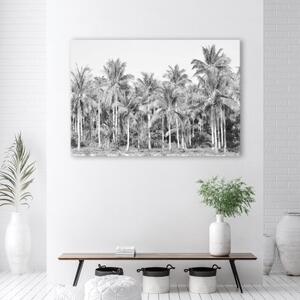 Obraz na plátně, Černé a bílé palmy v džungli - 60x40 cm