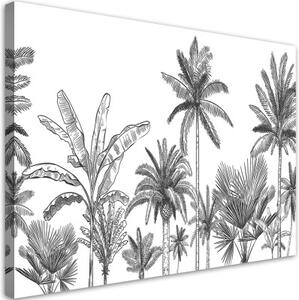 Obraz na plátně, Černé a bílé palmy - 90x60 cm
