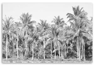 Obraz na plátně, Černé a bílé palmy v džungli - 60x40 cm