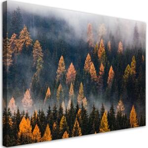Obraz na plátně, Podzimní stromy - 60x40 cm