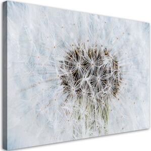 Obraz na plátně, Bílý květinový pampelišk - 120x80 cm