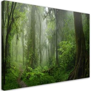 Obraz na plátně, Tropický les džungle - 100x70 cm