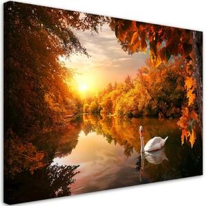 Obraz na plátně, Labuť na podzim rybníka - 100x70 cm