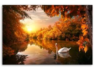 Obraz na plátně, Labuť na podzim rybníka - 60x40 cm