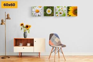 Set obrazů luční květiny - 4x 40x40 cm
