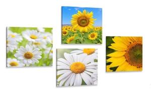 Set obrazů nádherné květiny na louce - 4x 40x40 cm